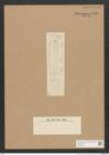 Homoeocladia sp. (de-Toni-Nr.: Genus 48) Zeichnungen Sammlung Grunow Nr. 4424 (NHMW-BOT-W0372581)